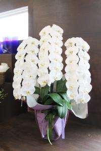 ◆　ご葬儀　お供えのお花　◆｜「花国」　（福島県いわき市の花キューピット加盟店 花屋）のブログ