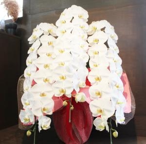 ♪♪♪　こ　ち　ょ　う　ら　♪♪♪｜「花国」　（福島県いわき市の花キューピット加盟店 花屋）のブログ