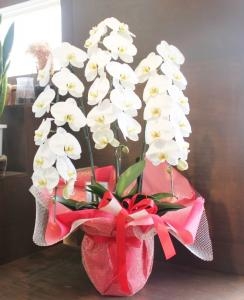 ♪♪♪　お　誕　生　美　のお祝いに！　♪♪♪｜「花国」　（福島県いわき市の花キューピット加盟店 花屋）のブログ