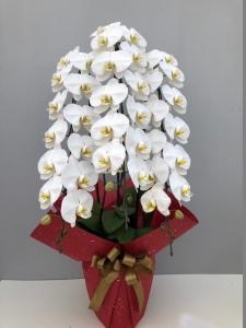 ♪♪♪お祝いのこちょうらん♪♪♪｜「花国」　（福島県いわき市の花キューピット加盟店 花屋）のブログ