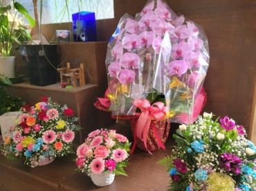 感謝の胡蝶蘭がたくさん入荷しました。「花国」（福島県いわき市の花屋）のギャラリー写真